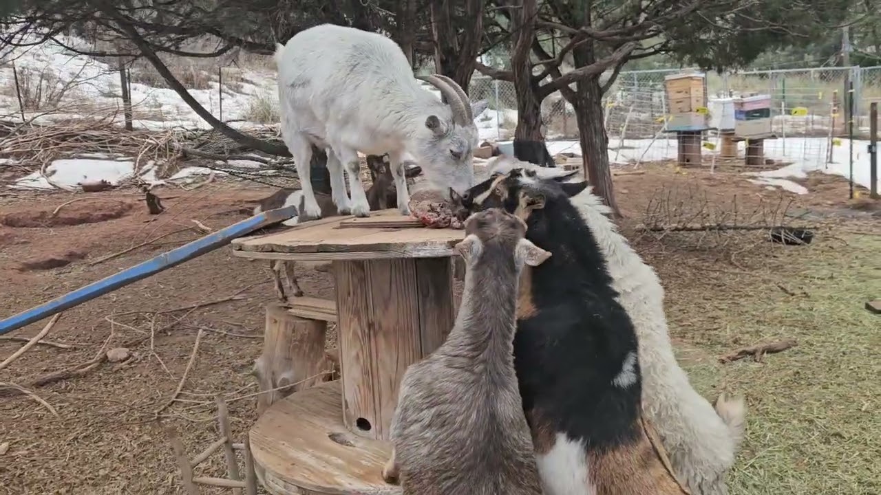 2026 Manitou Fruit Cake Toss Winners!