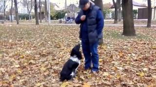 ДРЕССИРОВКА СПАНИЕЛЯ РОНИ. Russian Spaniel.Русский спаниель.Odessa. ДРЕССИРОВКА СПАНИЕЛЯ РОНИ. Russian Spaniel.Русский спаниель.Odessa.