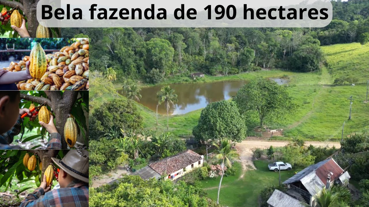 Cacau e gado, Fazenda de 190 Hectares, R$ 3100.000, Ubatã BA