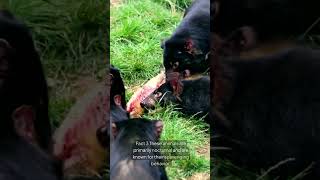 Five Interesting Facts About Tasmanian Devils