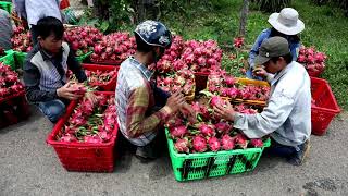 Transforming Agriculture in Drought prone Areas of Viet Nam