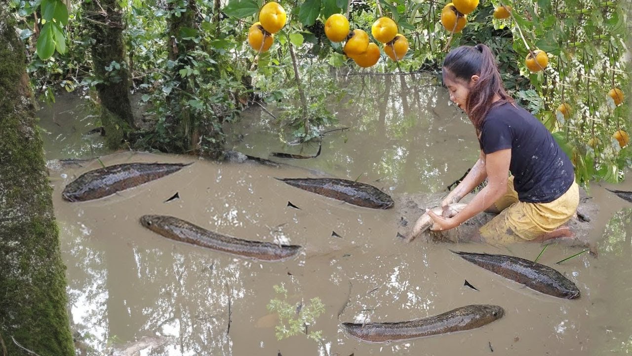 Catch and cooking Fish braised spicy and wild persimmon fruit for food and eating
