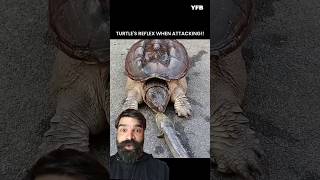 TURTLE REFLEX VS CAT REFLEX! #shorts #ytshorts #shortvideo #facts #trending #viralshorts #viralvideo