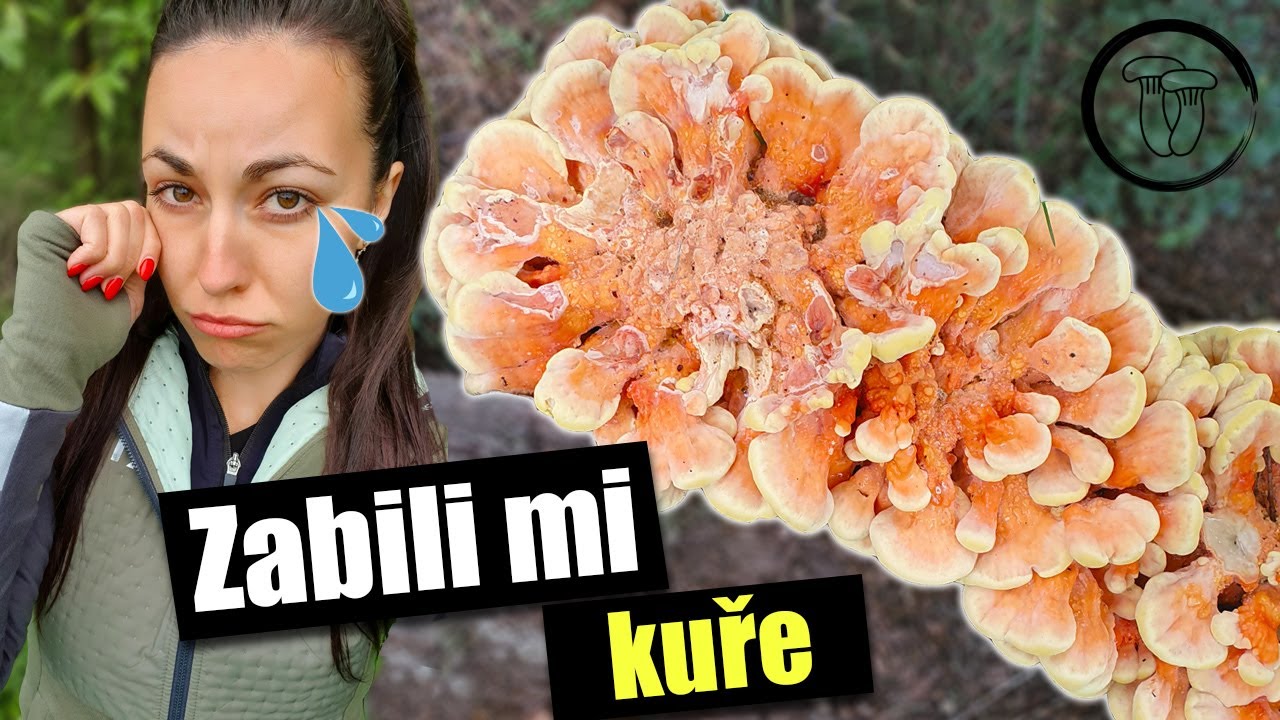 Začala sezóna 