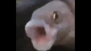 Poggers Fish w Doom Music