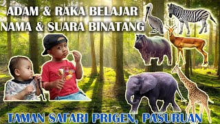 Kebun Binatang Taman Safari Prigen Pasuruan bagian herbivora beserta gambar dan suara binatang