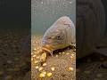 A cautious Carp tastes the Hook.