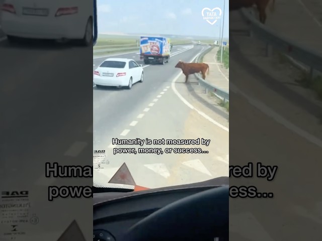 Not every hero saves the world… some simply refuse to walk away from pain.🥹 #rescue #love Video Thumbnail