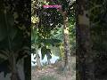 চাঁদ বলে আমি নয় তুমি নাবি সুন্দর। #foryou #shortvideo অসাধারণ সংগীত। #shorts #naat #nasheed