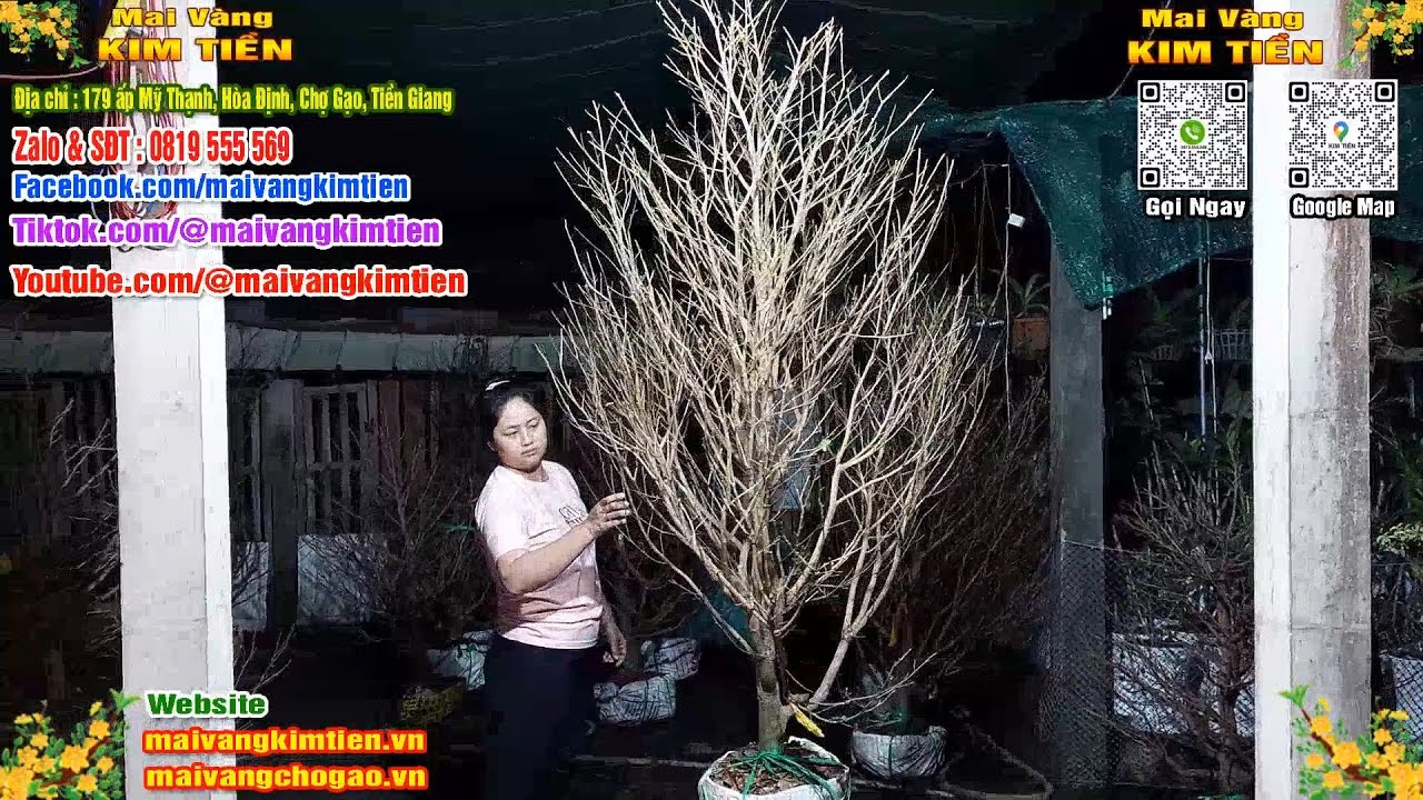 Mai Vàng Nhiều Nụ Đón Tết Bao Ship Toàn Quốc - Mai Vàng Kim Tiền Chợ Gạo