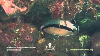 Bandit Angelfish
