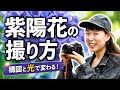 紫陽花をもっと綺麗に撮るコツ|構図・光・レンズ選びをフォトグラファーが解説