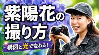 紫陽花をもっと綺麗に撮るコツ｜構図・光・レンズ選びをフォトグラファーが解説