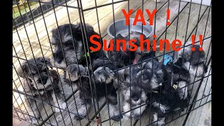 Fresh Air &amp; Sunshine - Mini Schnauzer puppies get some time outside for the first time.