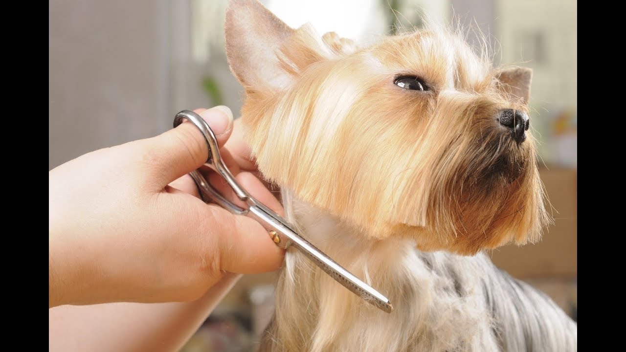 Стильные и модные питомцы подстриженные к лету/ stylish pets haircuts for summer