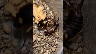 Bombardier Beetle vs Earwig – Explosive Chemical Attack Ends the Fight! 😱🔥