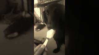 Flatcoat Retriever Marshall vs Ice cream (epic!!!) by Amy Clarke 15 views 3 years ago 2 minutes, 24 seconds