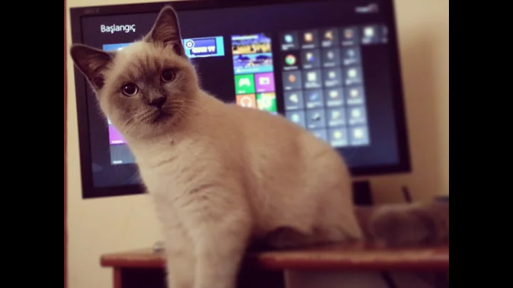 Video 694921: british shorthair blue kitten, british shorthair blue point