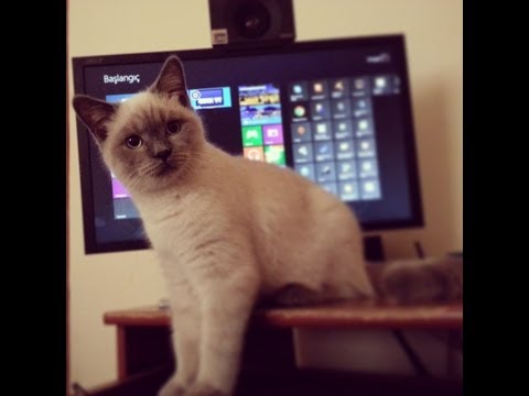British Shorthair Kitten Blue Point Slow Motion Youtube