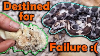 Our Sad Rat Snake Clutch of 2021 :(
