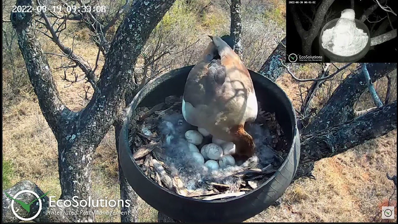 The largest owl in Africa! Gęś egipska inkubuje 10 jaj🥚🌹🍀🥚🌹🍀🥚🌹🍀🥚🌹🍀🥚🌹🍀🥚🌹🍀🥚🌹🍀🥚🌹🍀🥚🌹🍀🥚🌹🍀 19/09