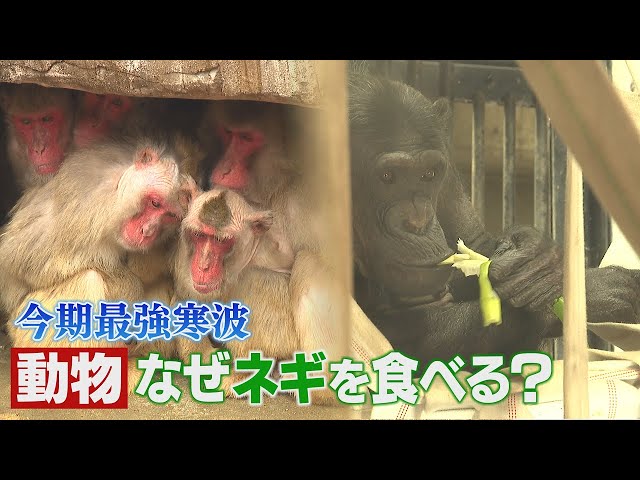 Strongest cold wave: Why are chimpanzees at Fukuoka City Zoo