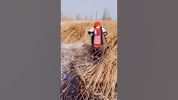 unique way to clean dry grass in the garden #shorts
