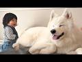 【サモエドりんたろう】自分より３倍大きい犬を見た１歳児の反応は！！？