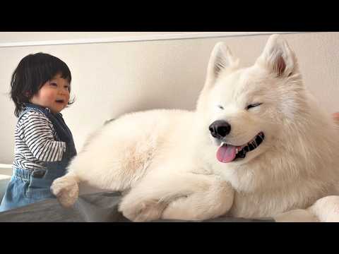 Samoyed Rintaro] What was the reaction of a one-year-old child to