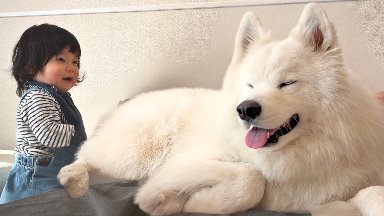 【サモエドりんたろう】自分より３倍大きい犬を見た１歳児の反応は！！？