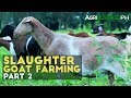 Goat Farming Part 2: How to Manage Slaughter Goat Farm