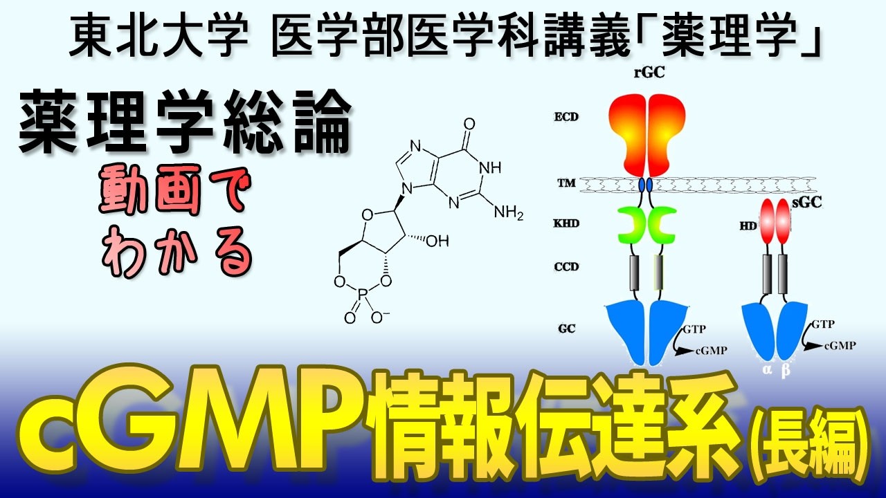 東北大学医学部薬理学講義シリーズ・薬理学総論−２５：cGMP情報伝達系（長編）
