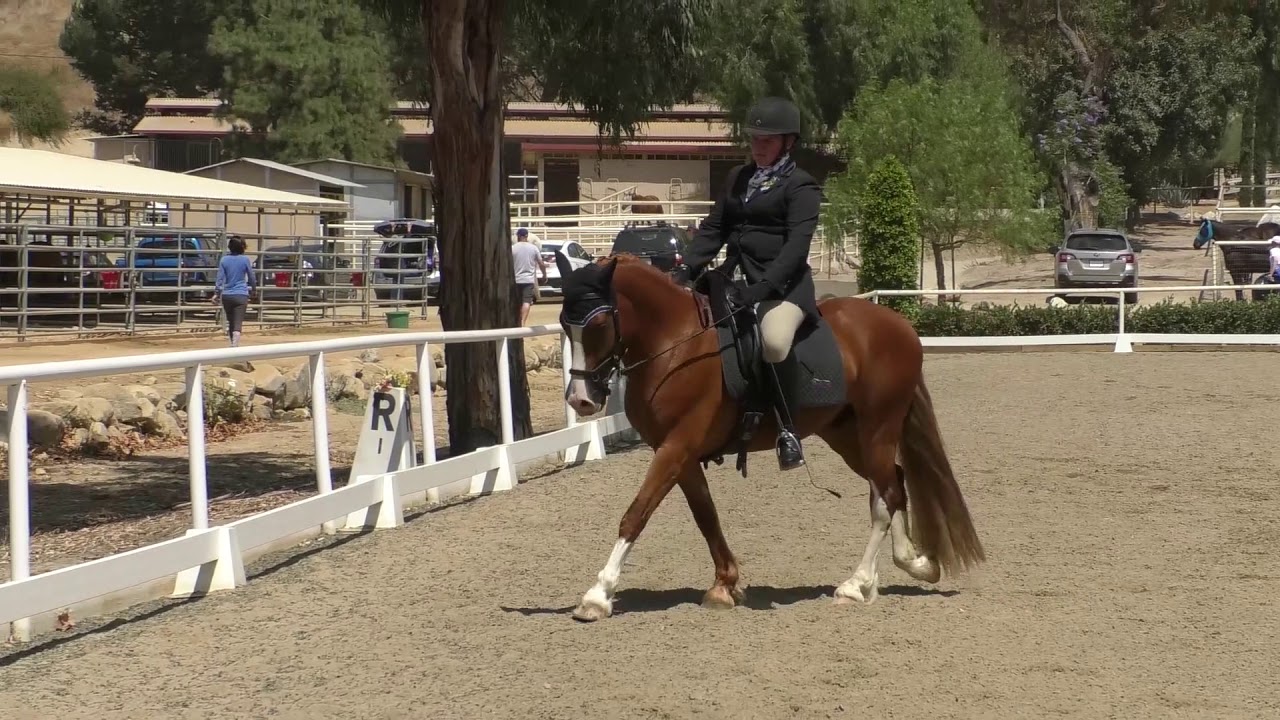 horseshoe bend Tayler and Leo Dressage Test 1 081819