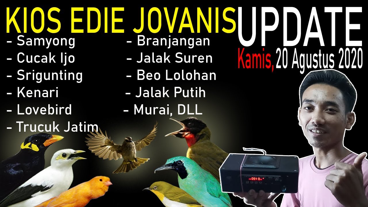 harga burung 1001 suara/samyong, cucak ijo, lovebird, kenari, panca