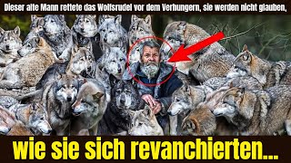 Dieser alte Mann rettete das Wolfsrudel vor dem Verhungern, sie werden nicht glauben, wie sie sich..