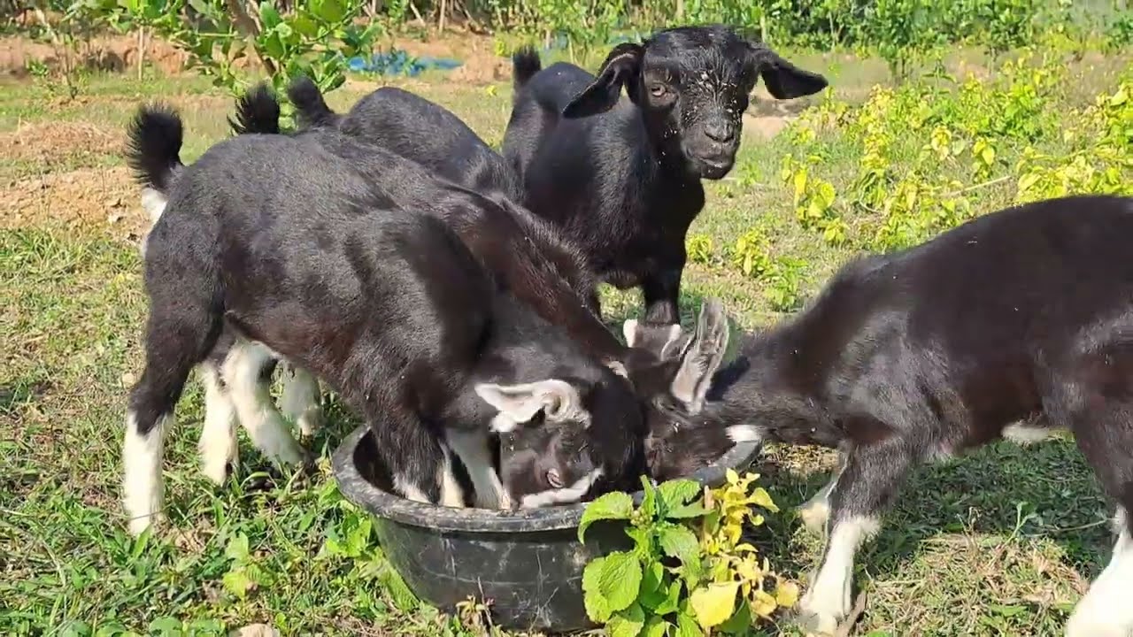 গ্রামের বাচ্চা আর ছাগল 🐐 | South Asian Village Life | Real Sound | Real Life BD