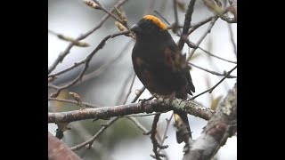 Golden-naped Finch - M & F | Natural Habitat Is Temperate Forest