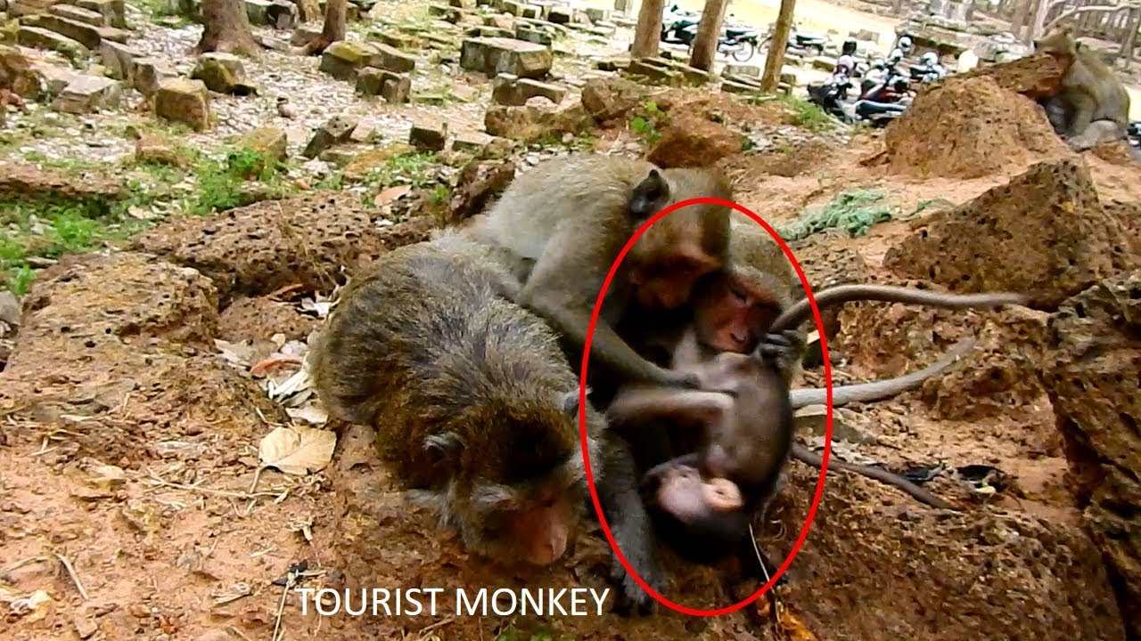Very pity poor baby Maci, Why Popeye and Dolly bite baby buttock like this, Tourist Monkey 1105