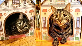 Cat house and Scratcher from Amazon by Ziggy And Zelda 912 views 2 years ago 8 minutes, 4 seconds