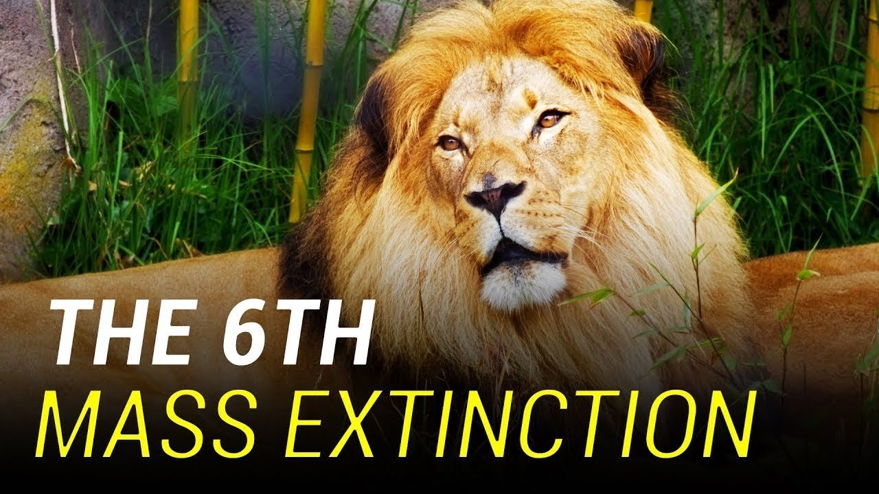 EP6: The Sixth Mass Extinction - YouTube