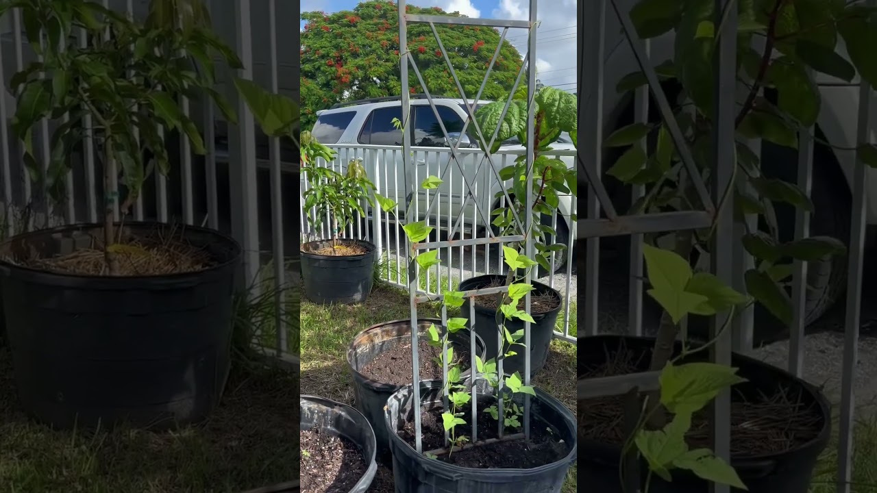 July 2025 South Florida gardening 10b