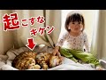 眠れる獅子にちょっかいを出す2歳娘