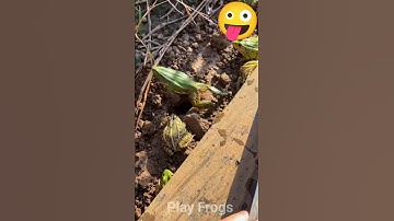 Catch froggy frog funny for laugh hahaha | funny frog duo | catch frogs for fun | play Frogs 232
