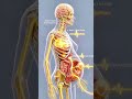 The human body during pregnancy is incredible 🤰#anatomy #pregnancy #humanbody #science