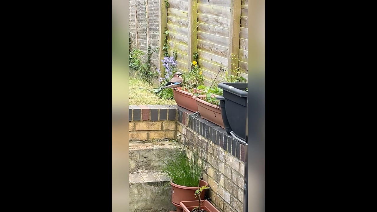 Unusual visitor in the garden Jay bird, two of them 