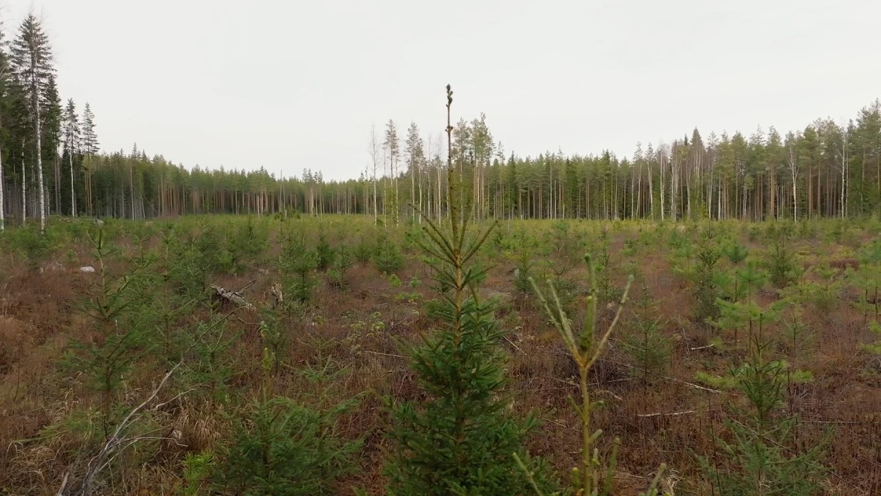 Taimikon ja nuoren metsän hoidon tuki ja terveyslannoituksen tuki