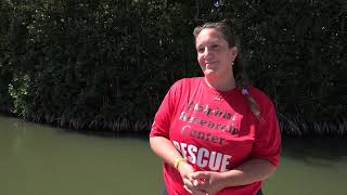 Two Young Manatees Released to the Wild by Dolphin Research Center