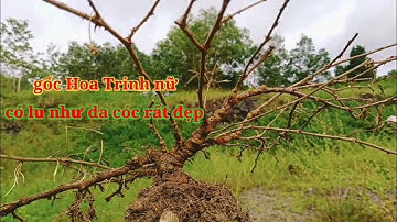 Bảy ra cánh đồng đào gốc hoaTrinh nữ thường gọi là gai mắc cỡ