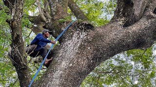 Great... Cut down a big and tall trembesi tree !!