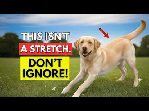 5 Things Your Dog Loves That 98% of Owners Never Do